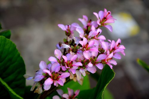 flower  nature  flora