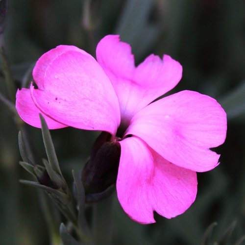 flower  plant  nature