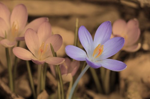 flower  nature  plant