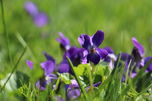 flower  violet  purple