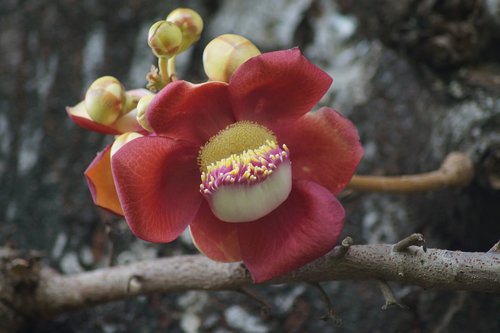 flower  tree  nature