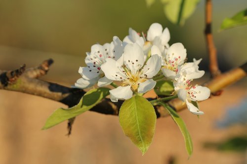 flower  nature  plant