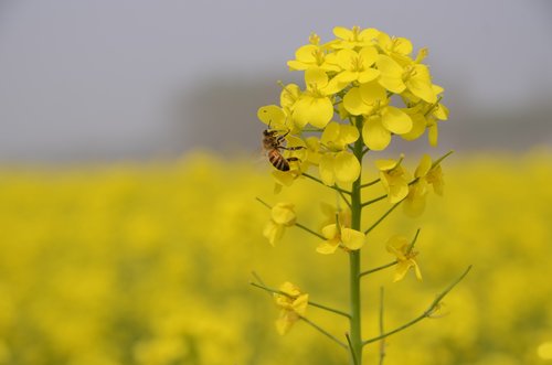 flower  nature  plant