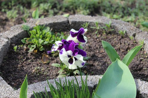 flower  plant  nature