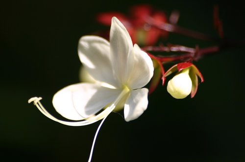 flower  nature  flowers