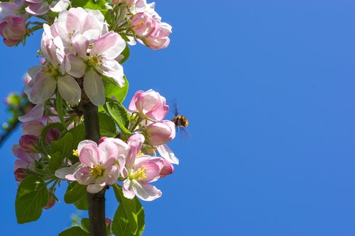 flower  nature  plant