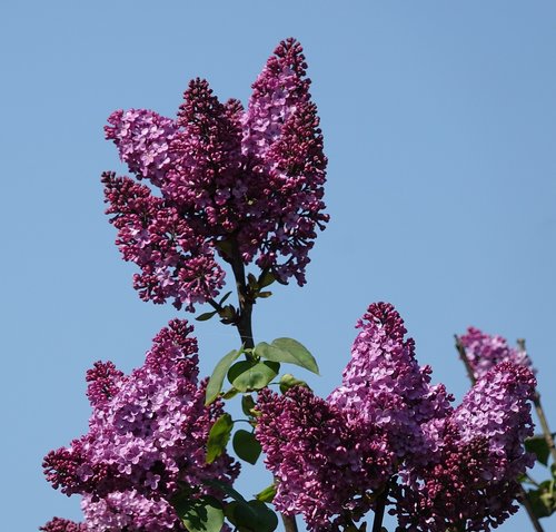 flower  lilac  plant