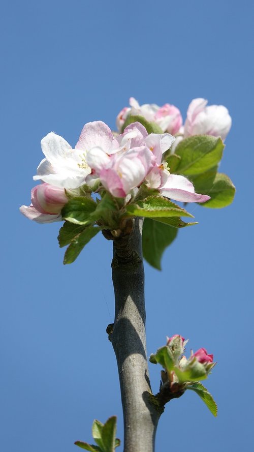 flower  nature  plant