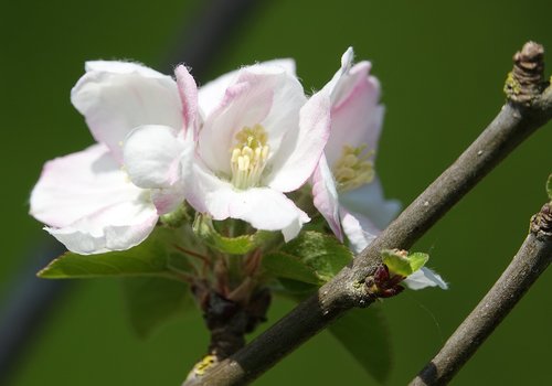 flower  nature  plant