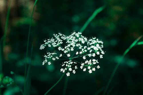 flower  greens  white