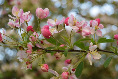 flower  nature  apple blossom