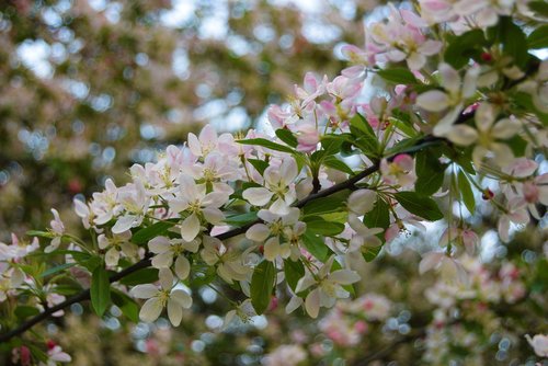 flower  apple blossom  apple blossom tree