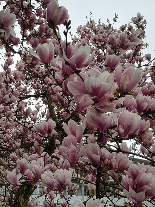 flower  magnolia  plant