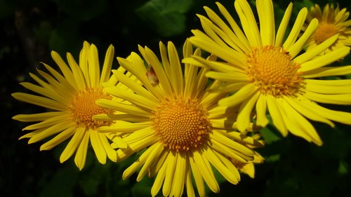 flower  garden  blossom