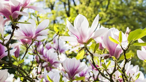 flower  magnolia  nature