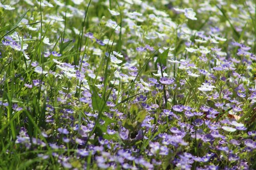 flower  plant  nature