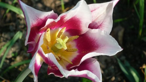 flower  tulip  blossom