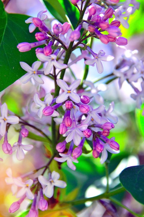 flower  plant  nature