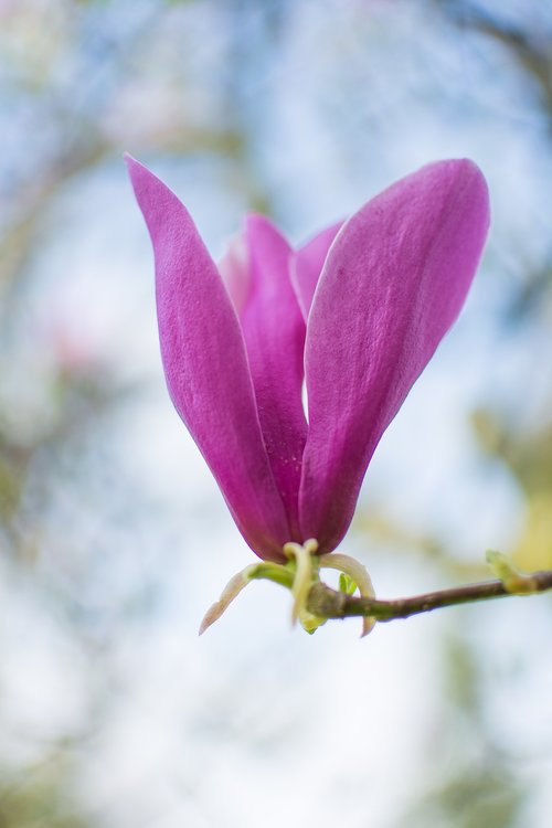 flower  nature  plant