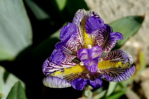 flower  nature  plant