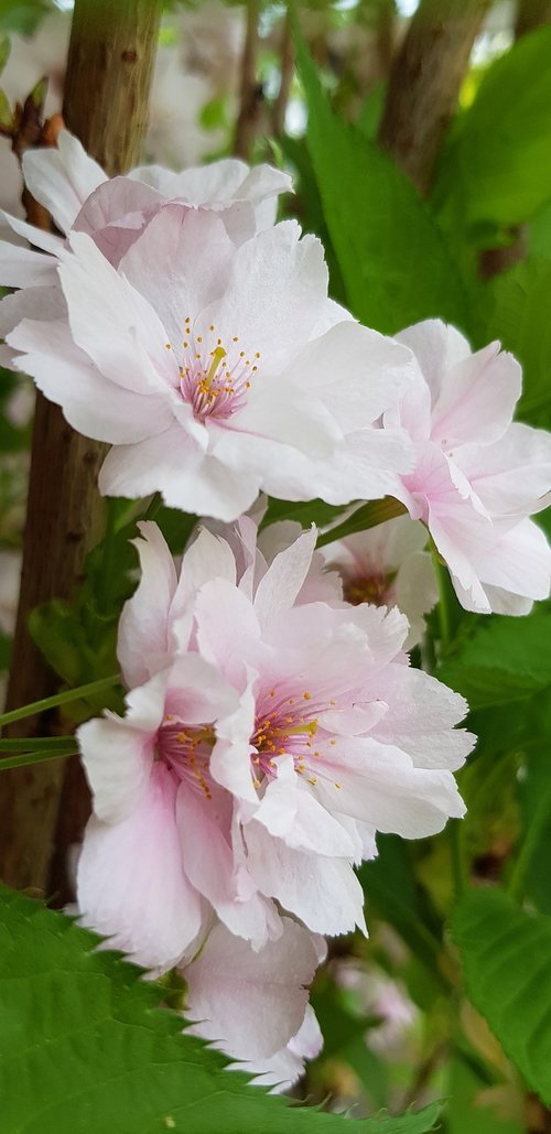 flower  plant  nature