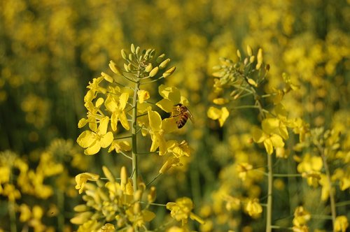 flower  field  nature