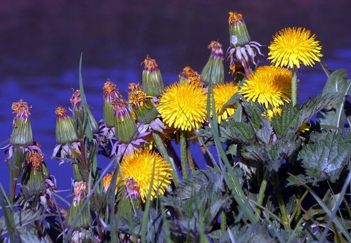 flower  plant  nature