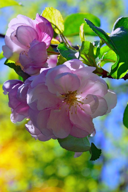 flower  nature  plant