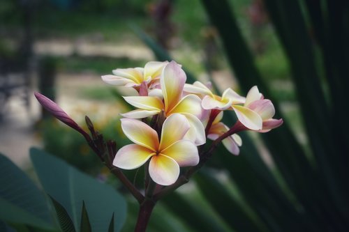 flower  nature  plant