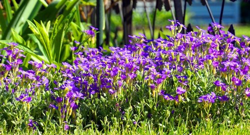 flower  nature  plant