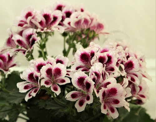 flower  flora  floral