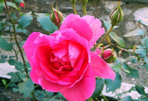 flower  rose  plant