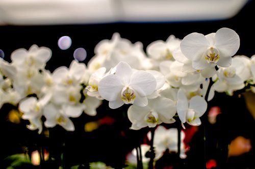 flower  plant  garden