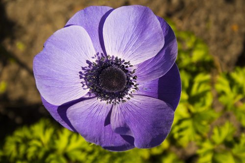 flower  nature  plant