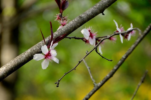 flower  plum