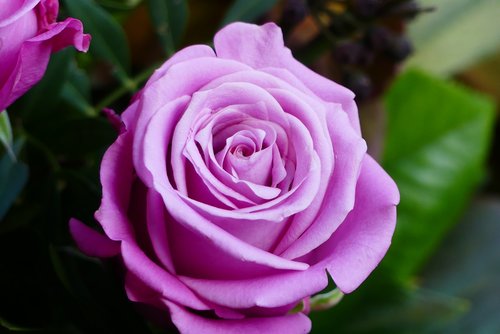 flower  rose  plant