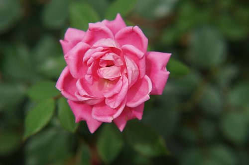 flower  rose  flora