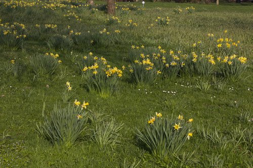 flower  grass  nature