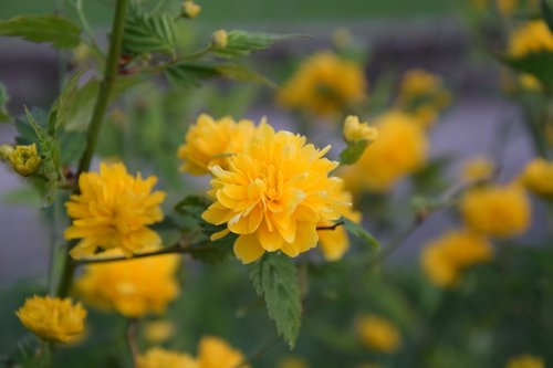 flower  plant  nature