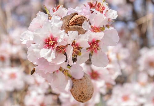flower  almond  branch