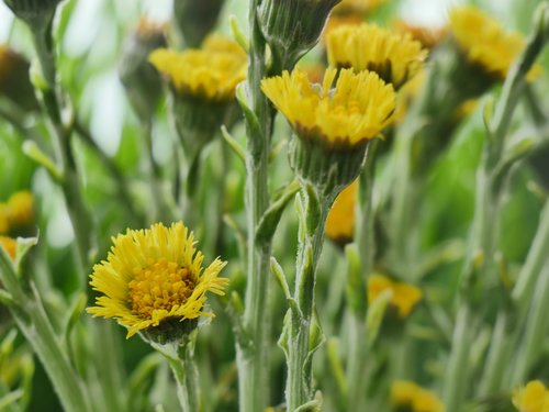 flower  plant  nature