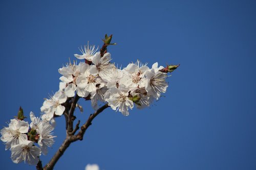 flower  tree  blue sky