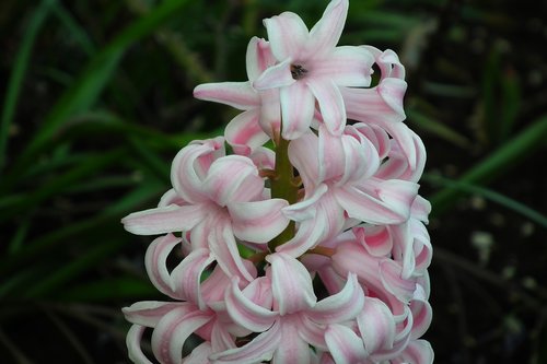 flower  hyacinth  pink