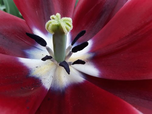 flower  petal  nature