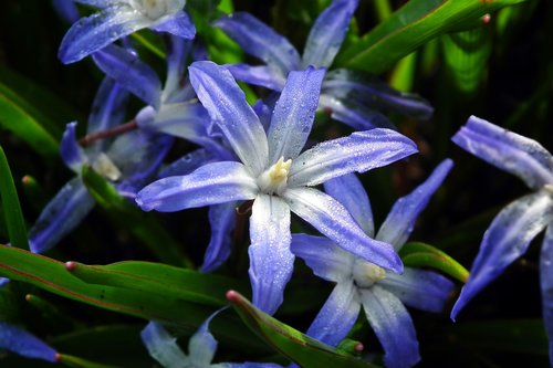 flower  blue  nature
