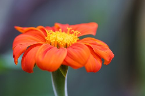 flower  orange  red