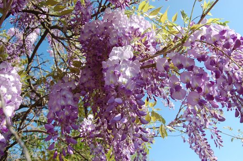 flower  tree  branch