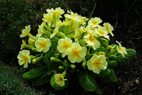flower  primula  yellow