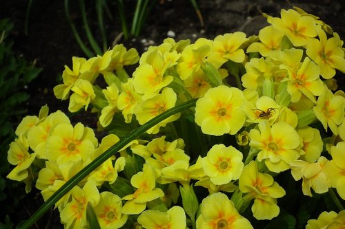 flower  primula  yellow spring