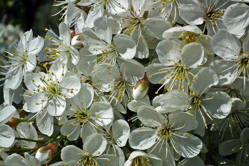 flower  tree  fruit